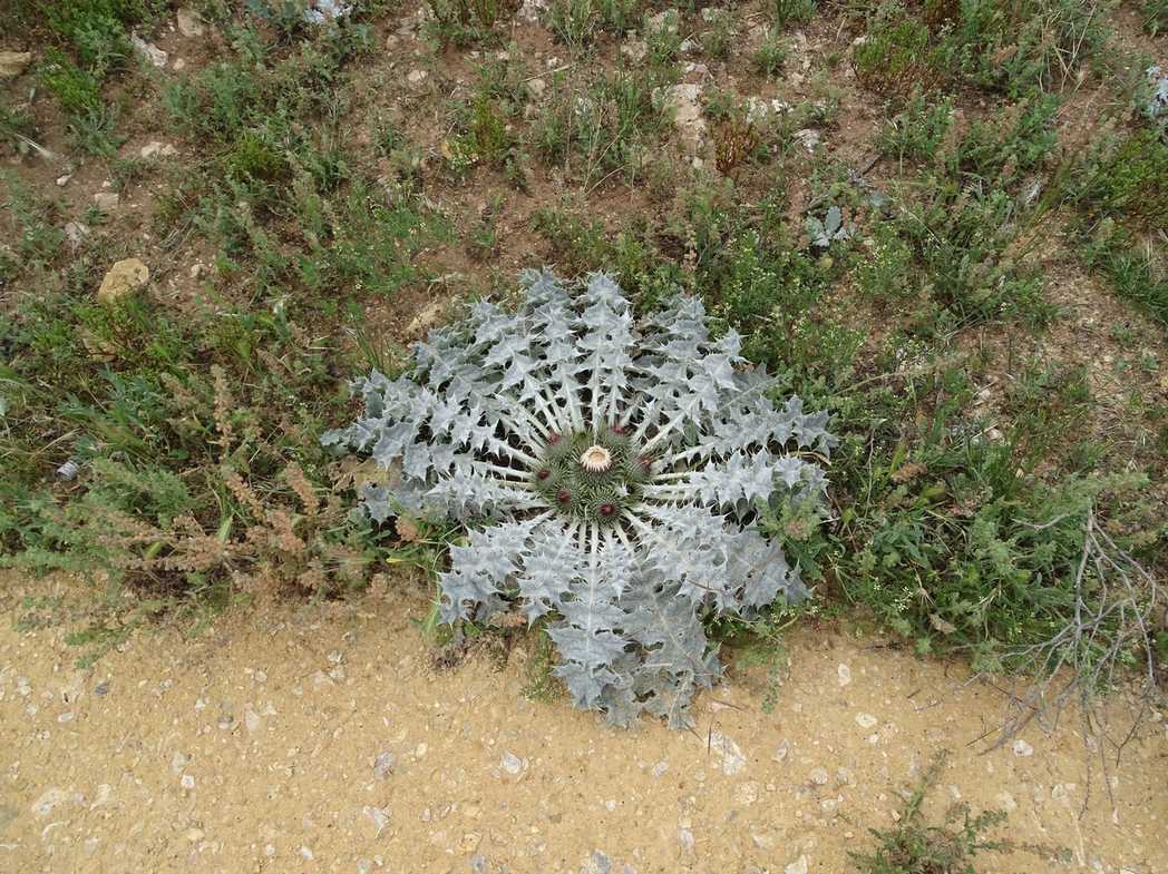 Onopordum acaulon