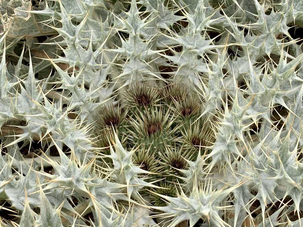 Onopordum acaulon