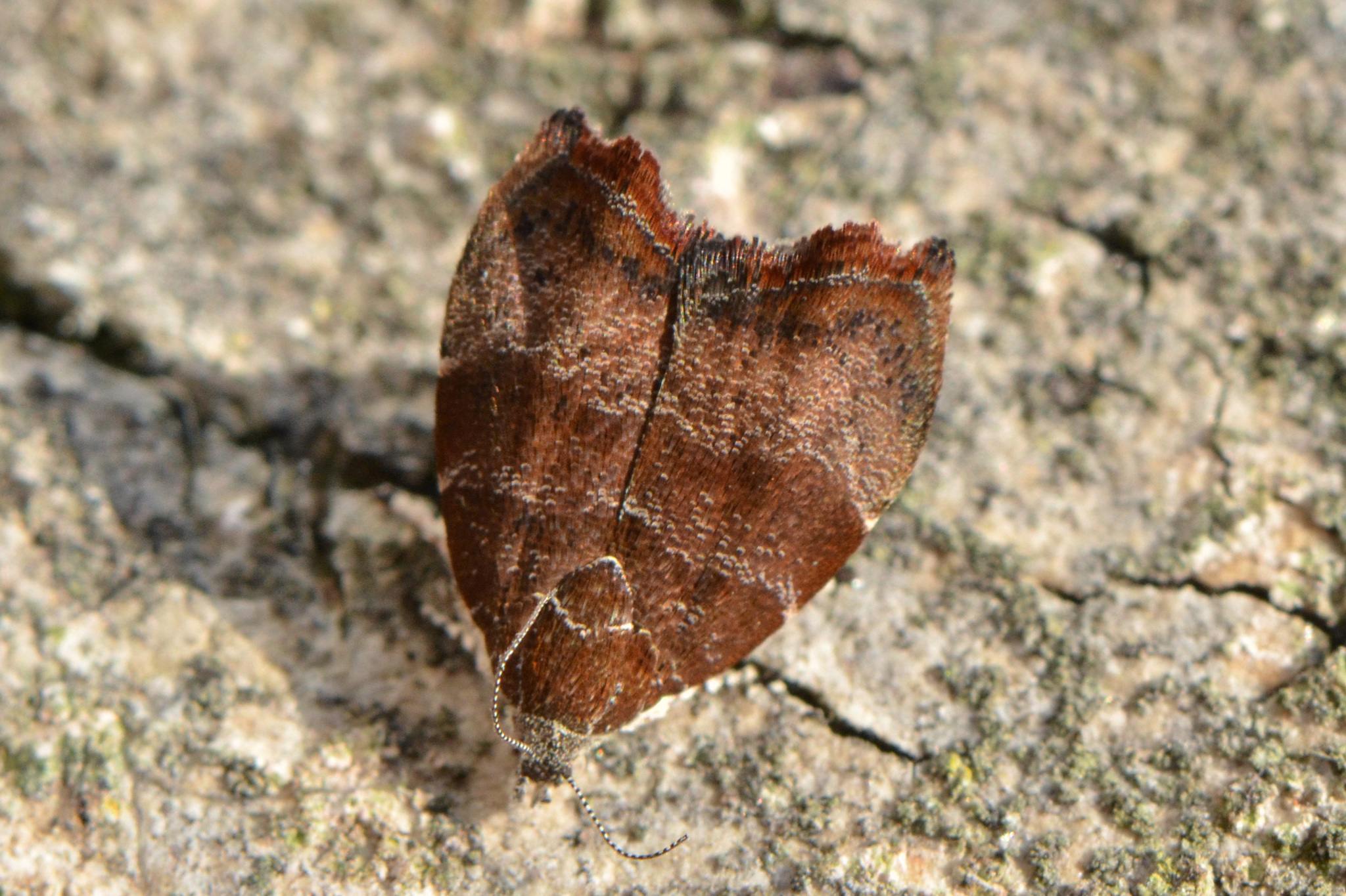 Choreutis