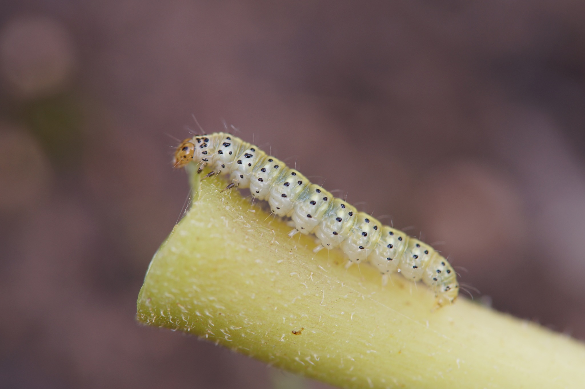 Choreutis