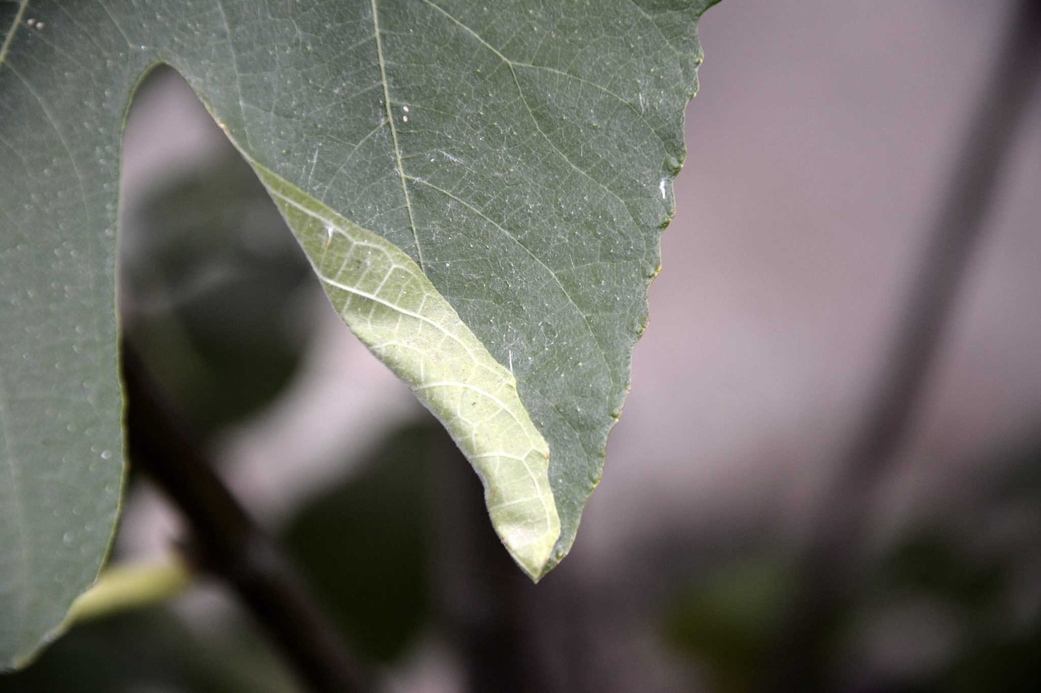 Choreutis