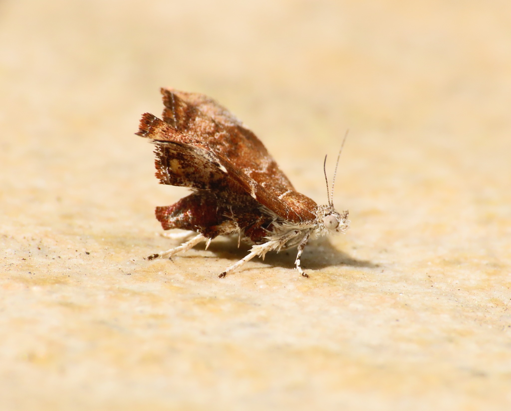 Choreutis
