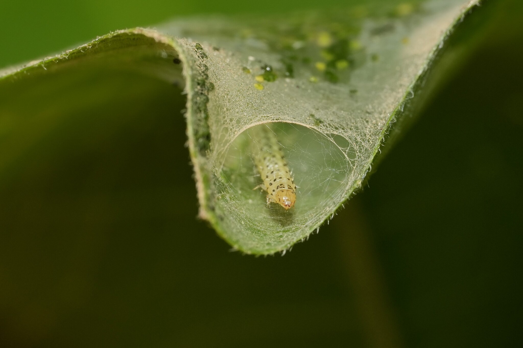 Choreutis