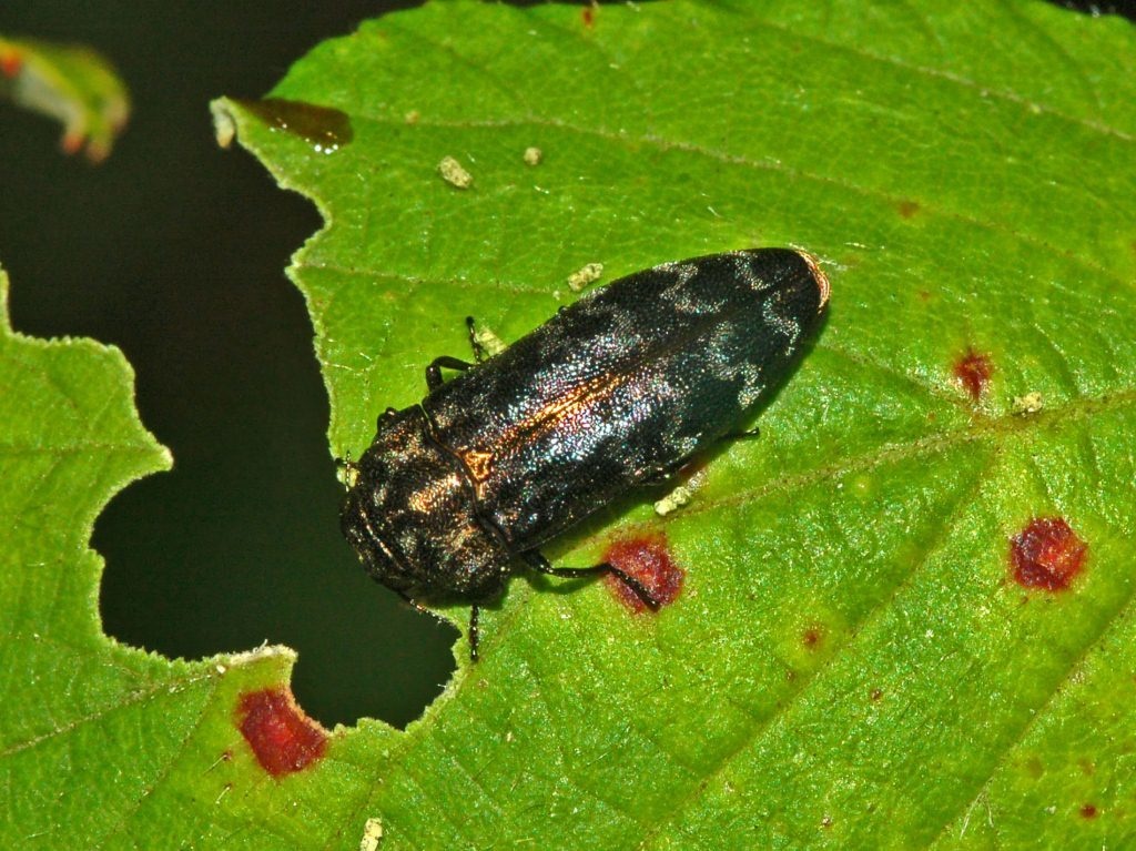Coraebus