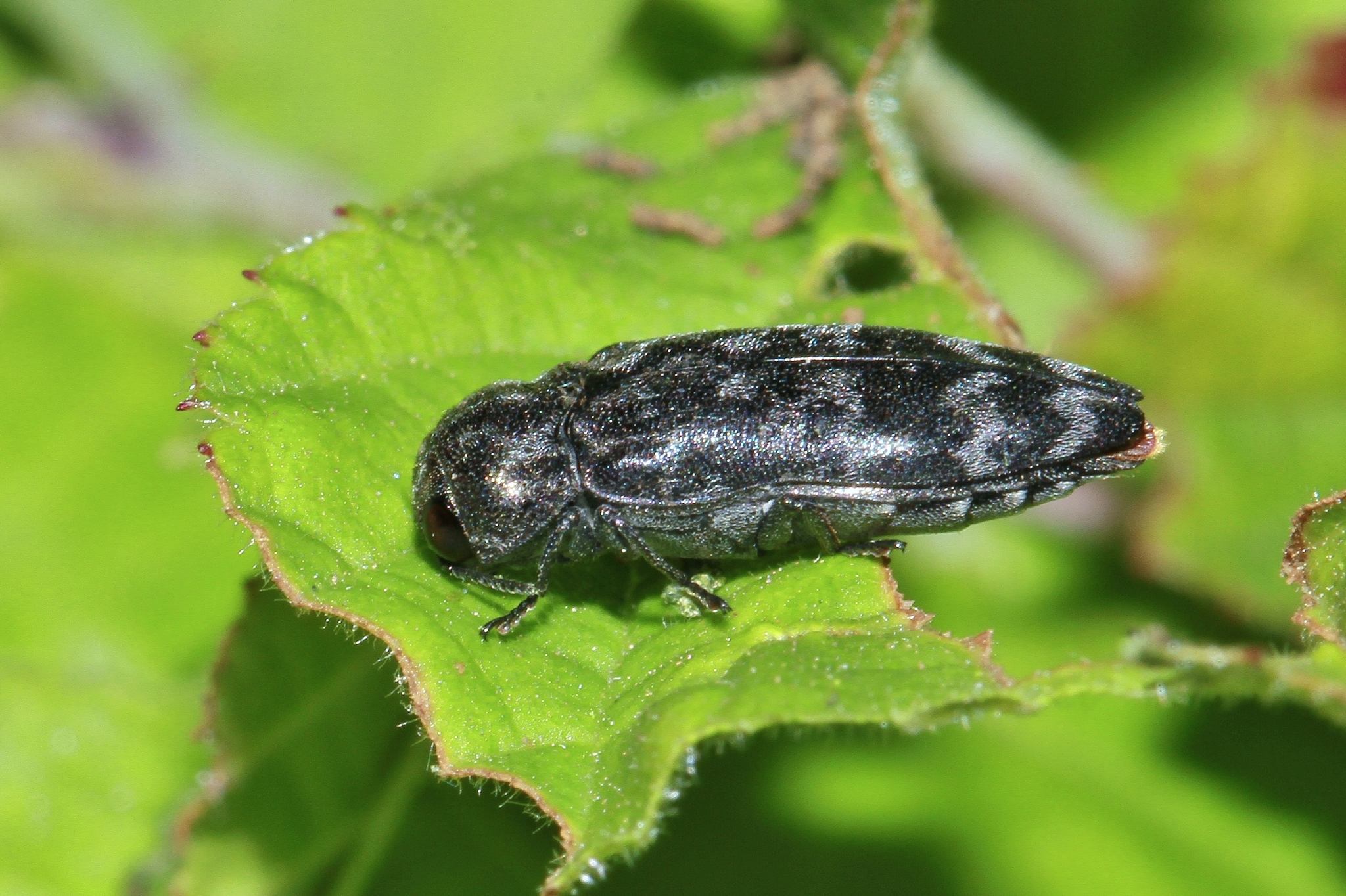 Coraebus