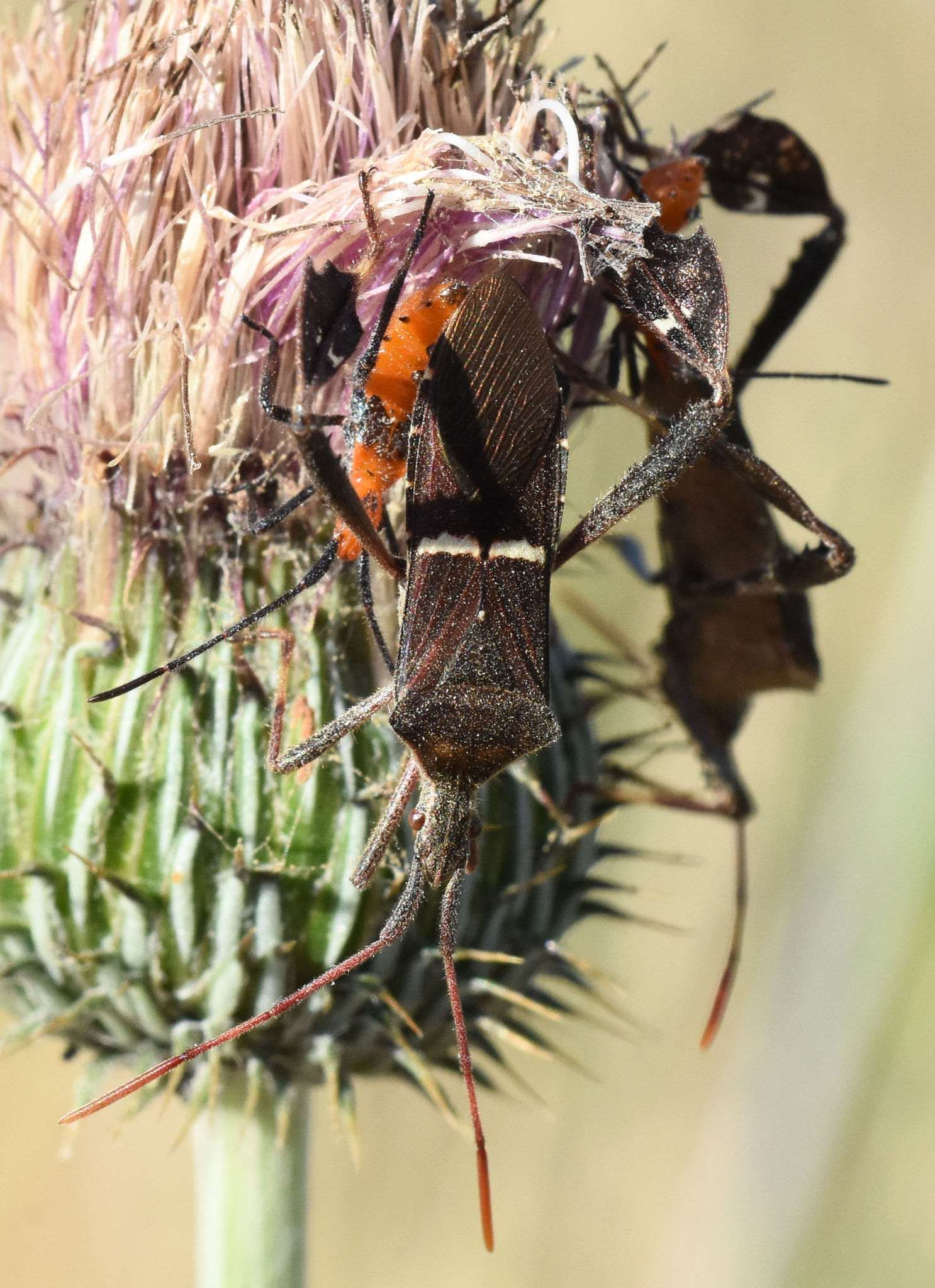 Leptoglossus phyllopus