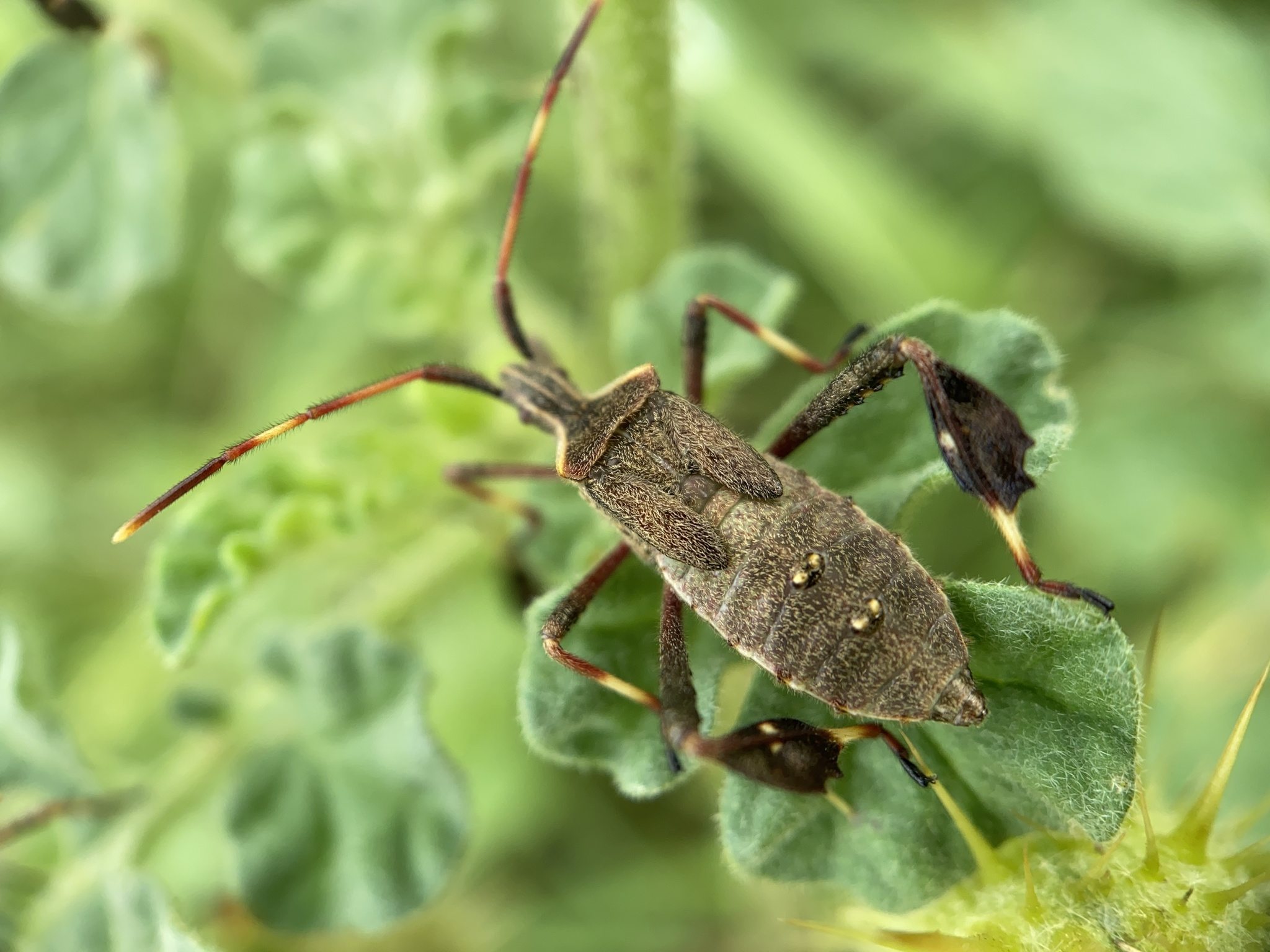 Leptoglossus phyllopus