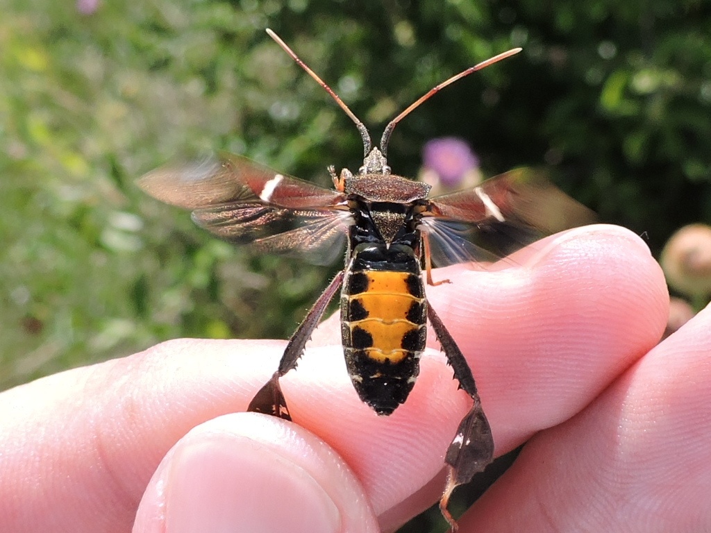 Leptoglossus phyllopus