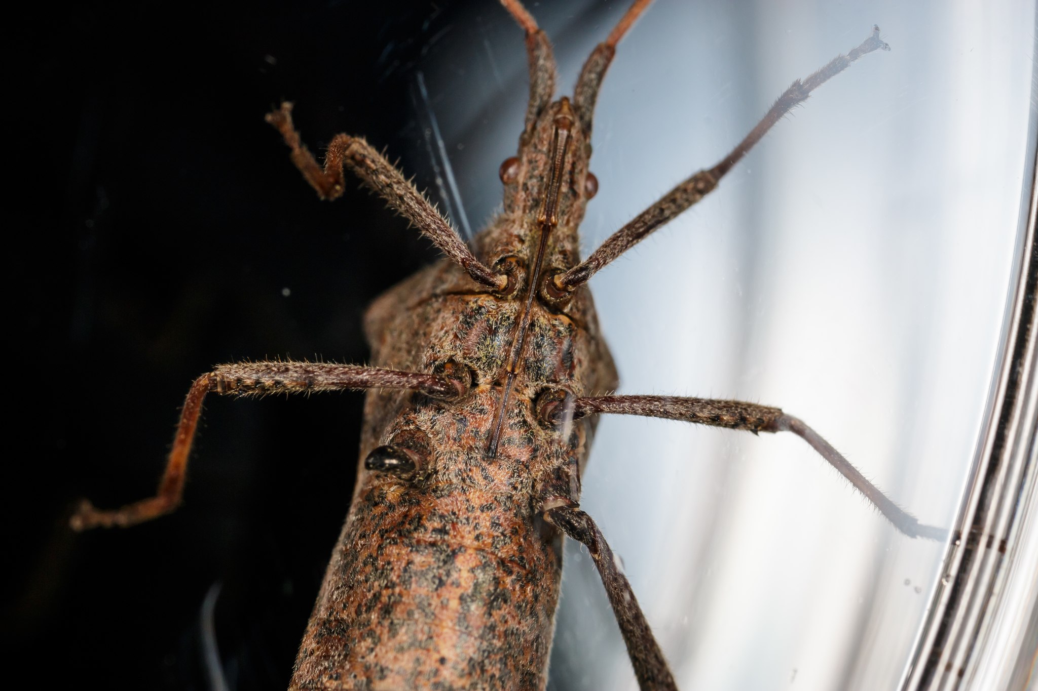 Leptoglossus phyllopus