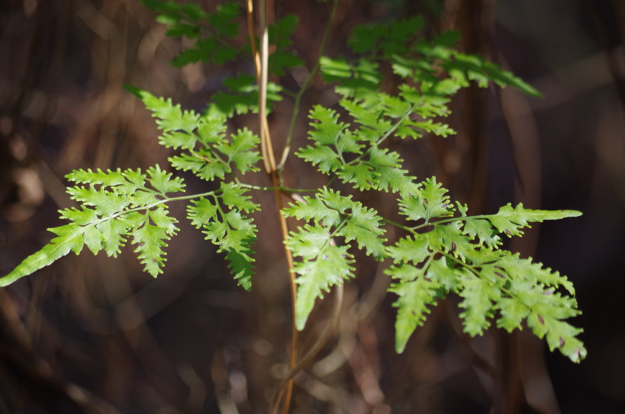 Lygodium japonicum