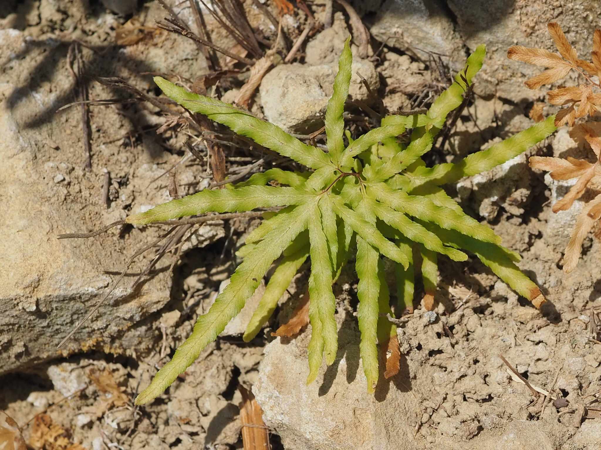 Lygodium japonicum