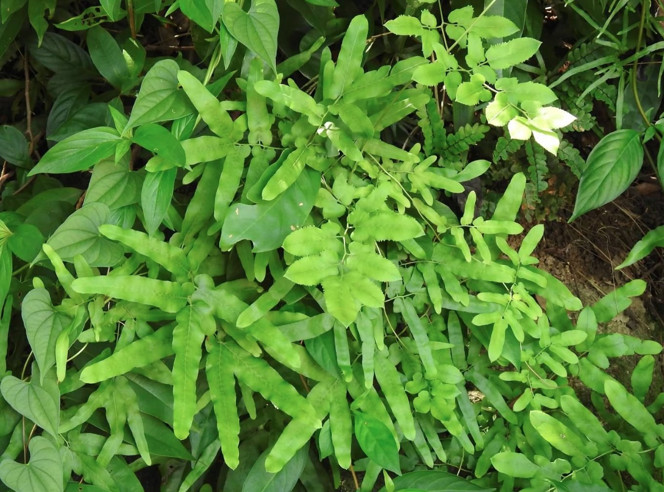 Lygodium japonicum
