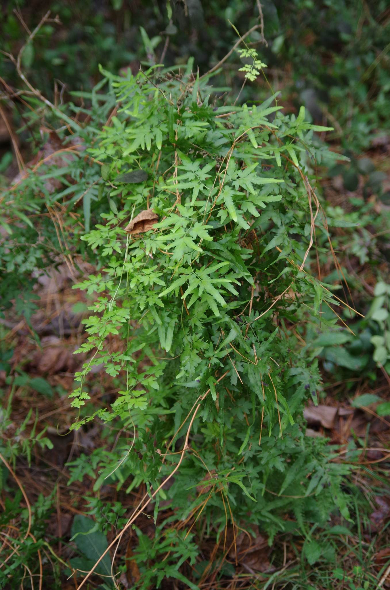 Lygodium japonicum
