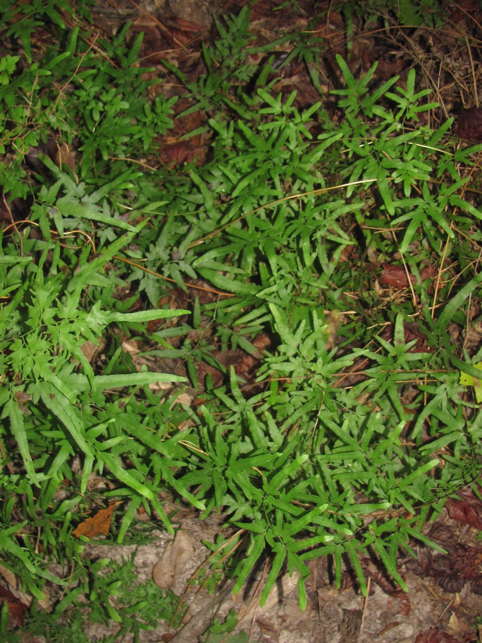 Lygodium japonicum