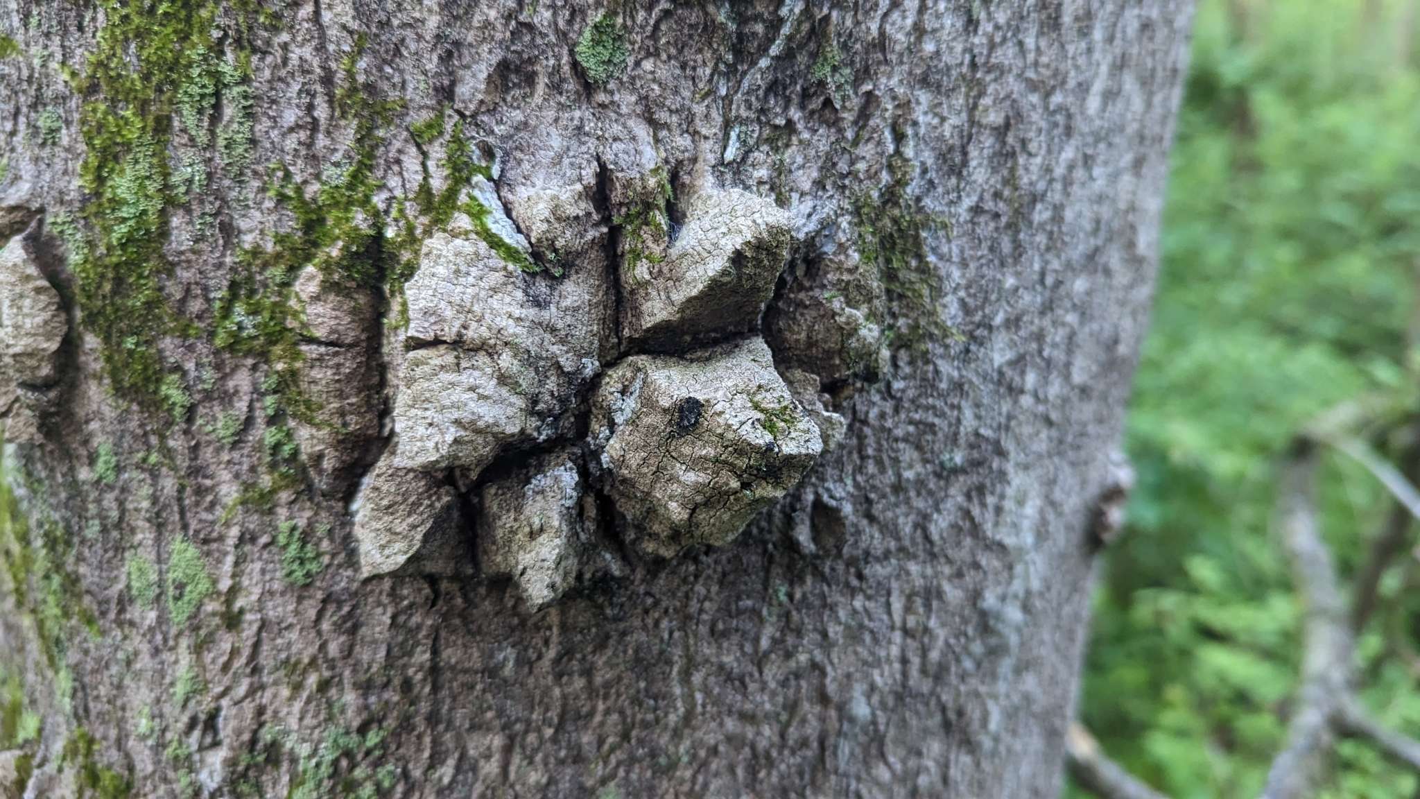 Verticillium nonalfalfae