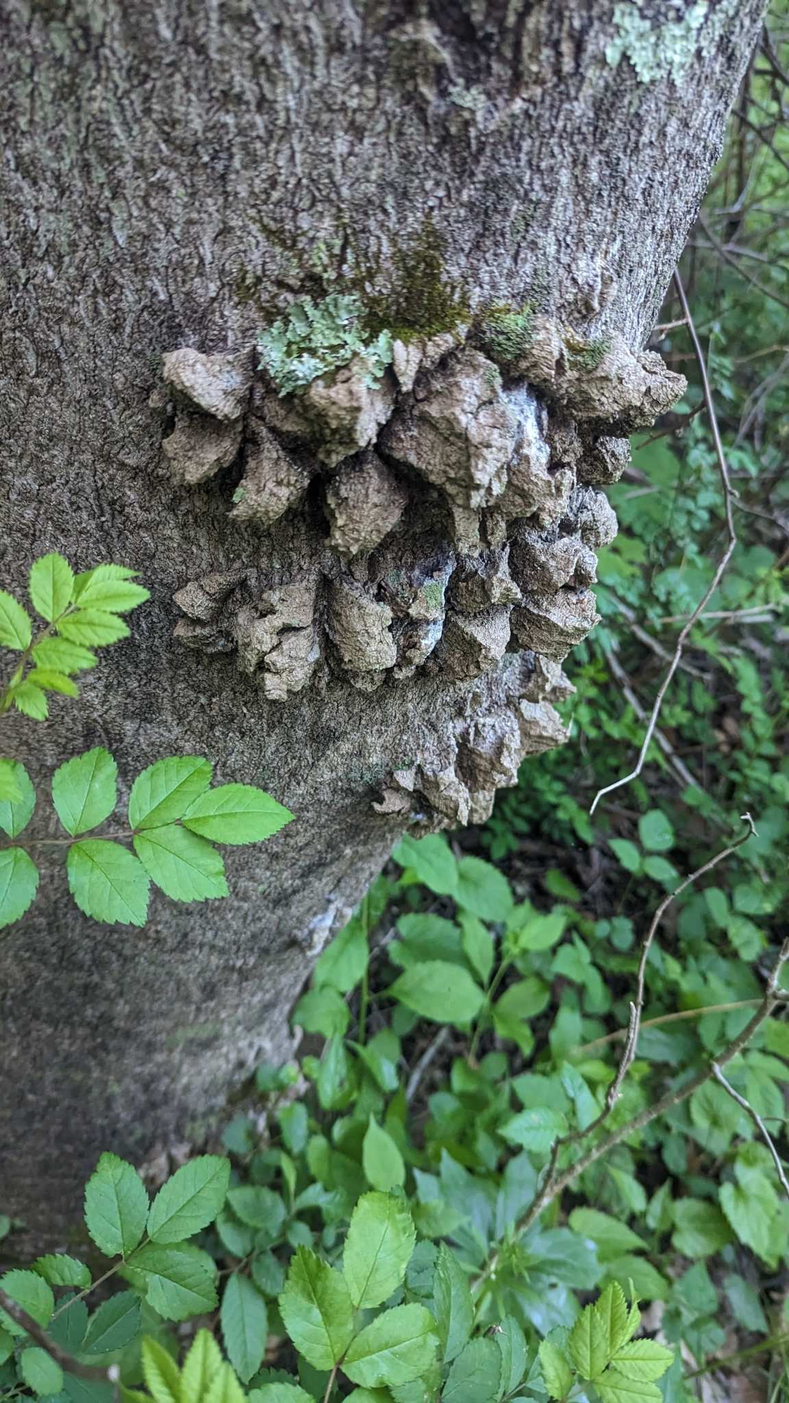 Verticillium nonalfalfae