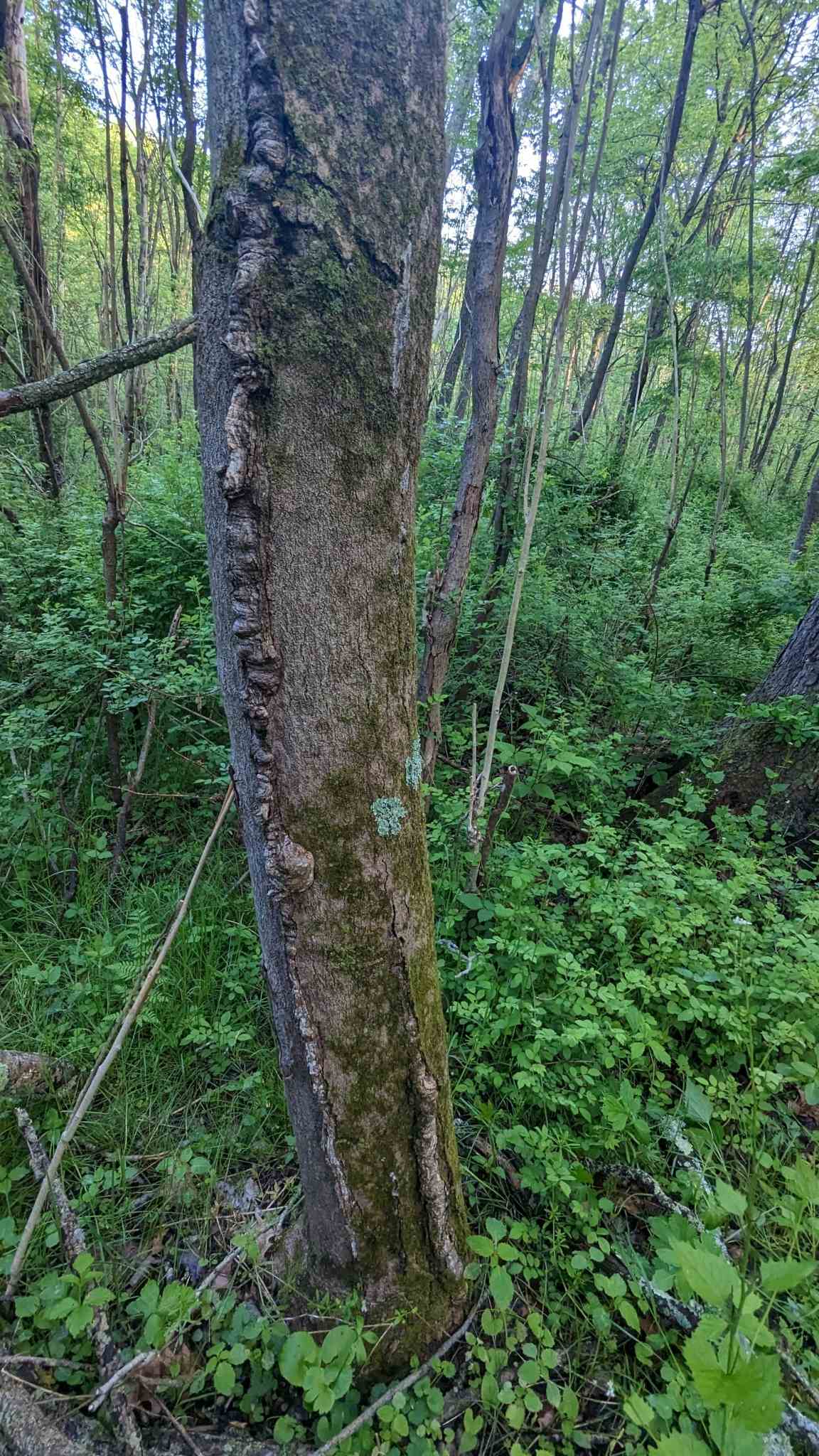 Verticillium nonalfalfae