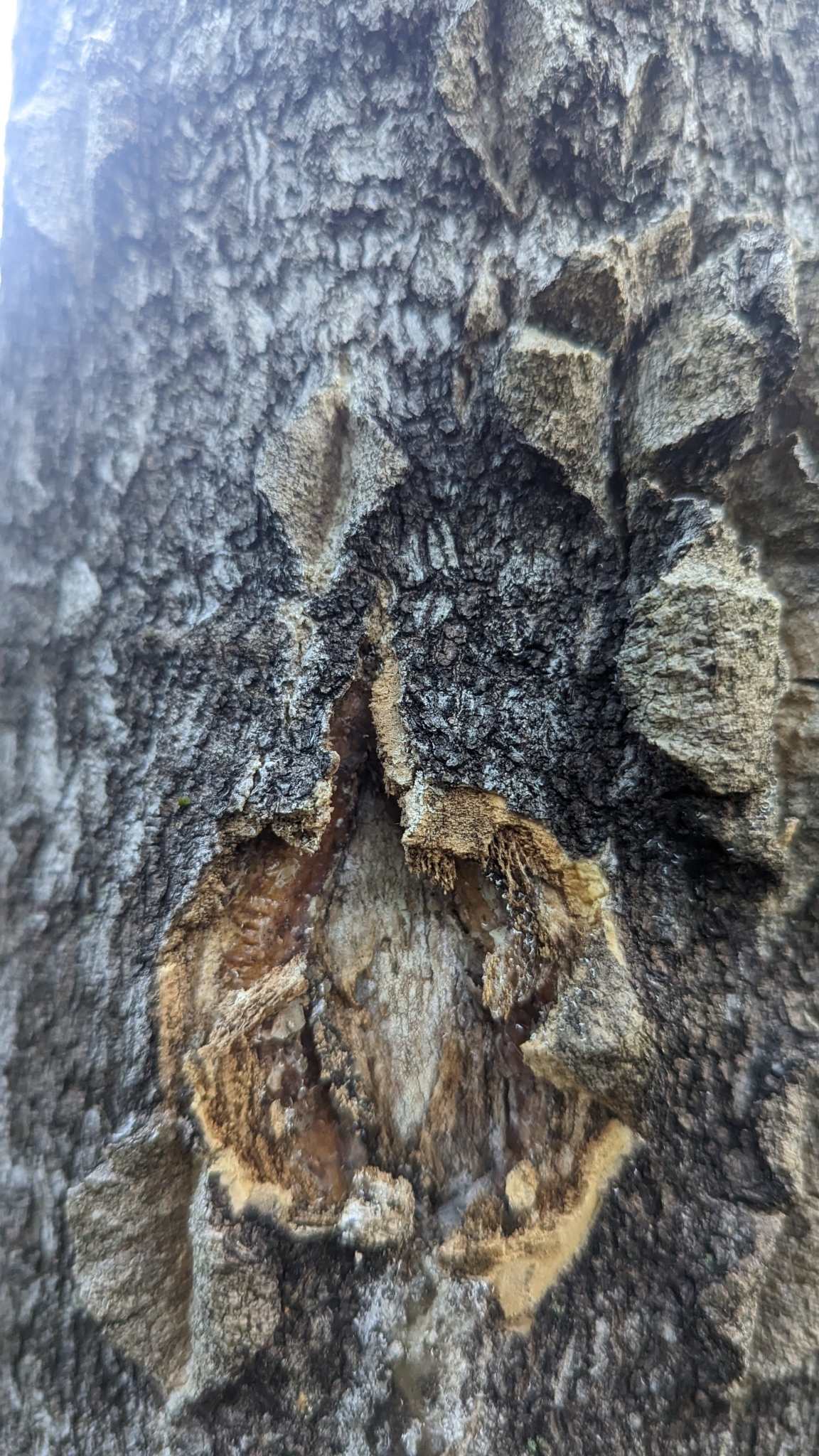 Verticillium nonalfalfae