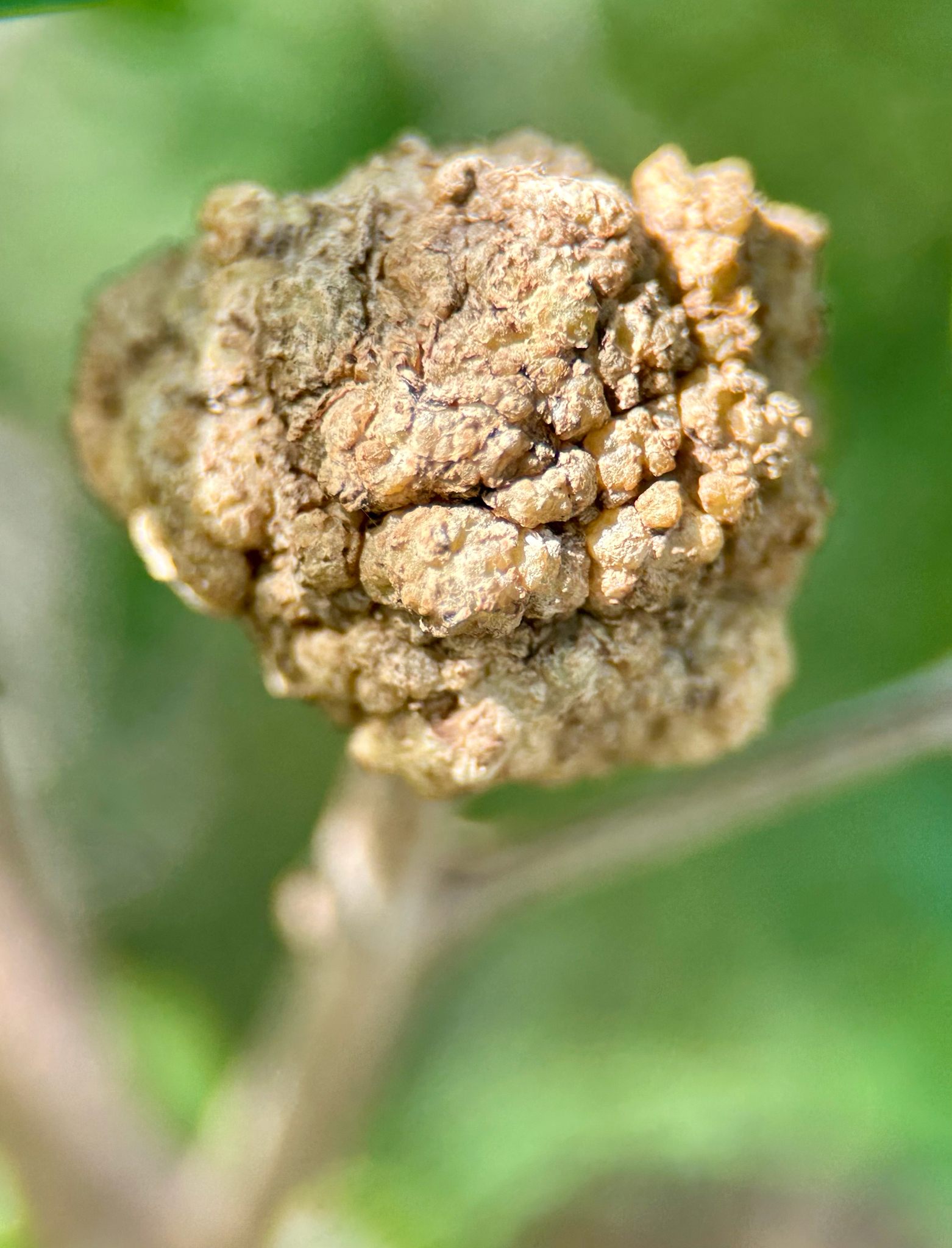 Rhizobium rhizogenes