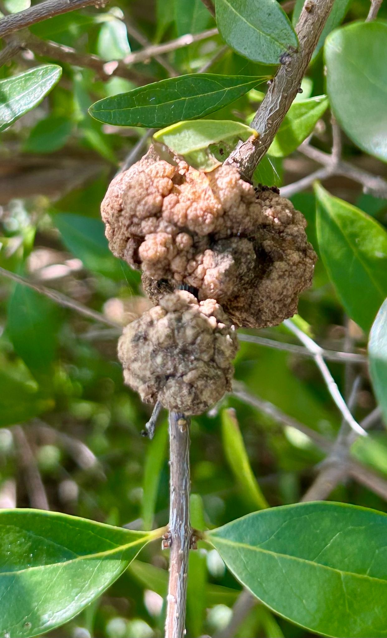 Rhizobium rhizogenes
