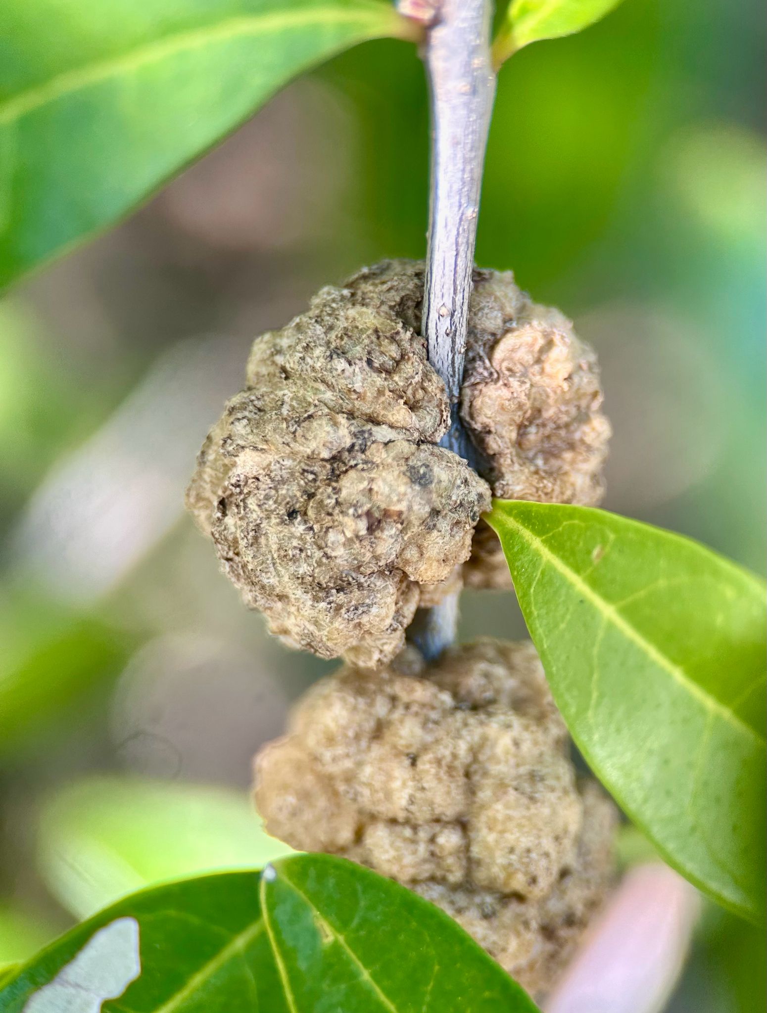Rhizobium rhizogenes