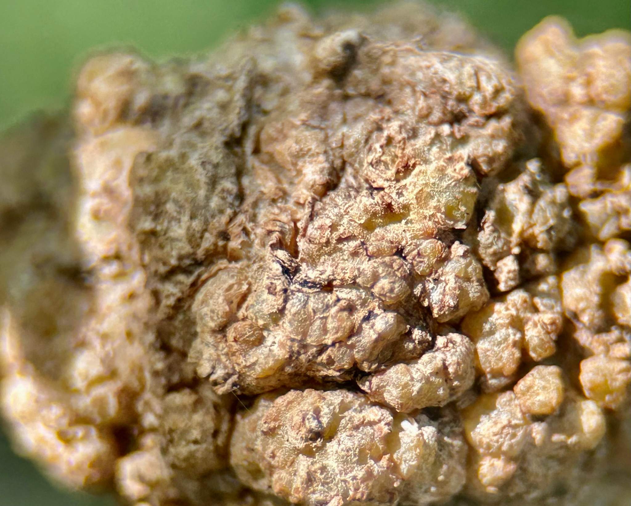 Rhizobium rhizogenes