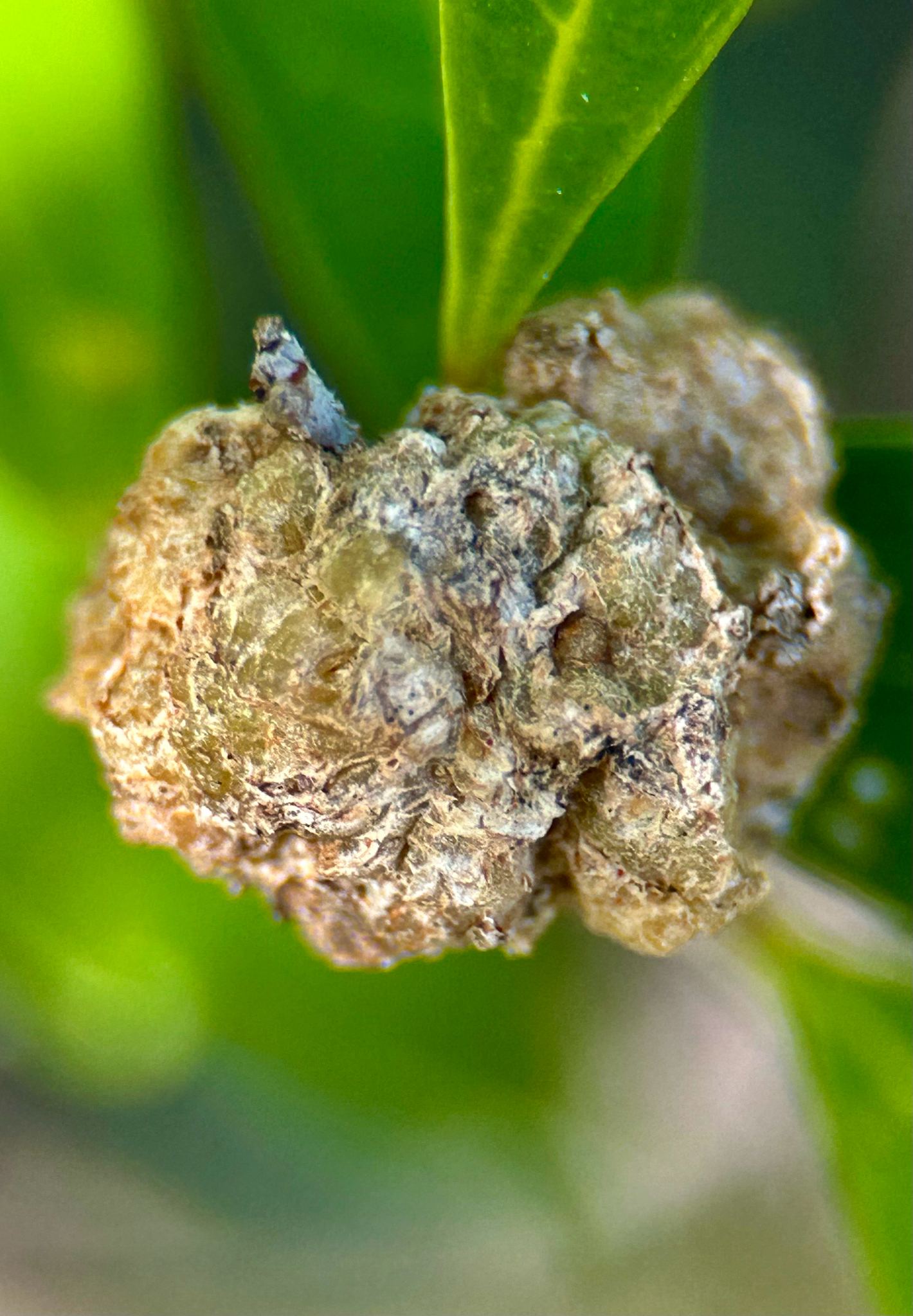Rhizobium rhizogenes