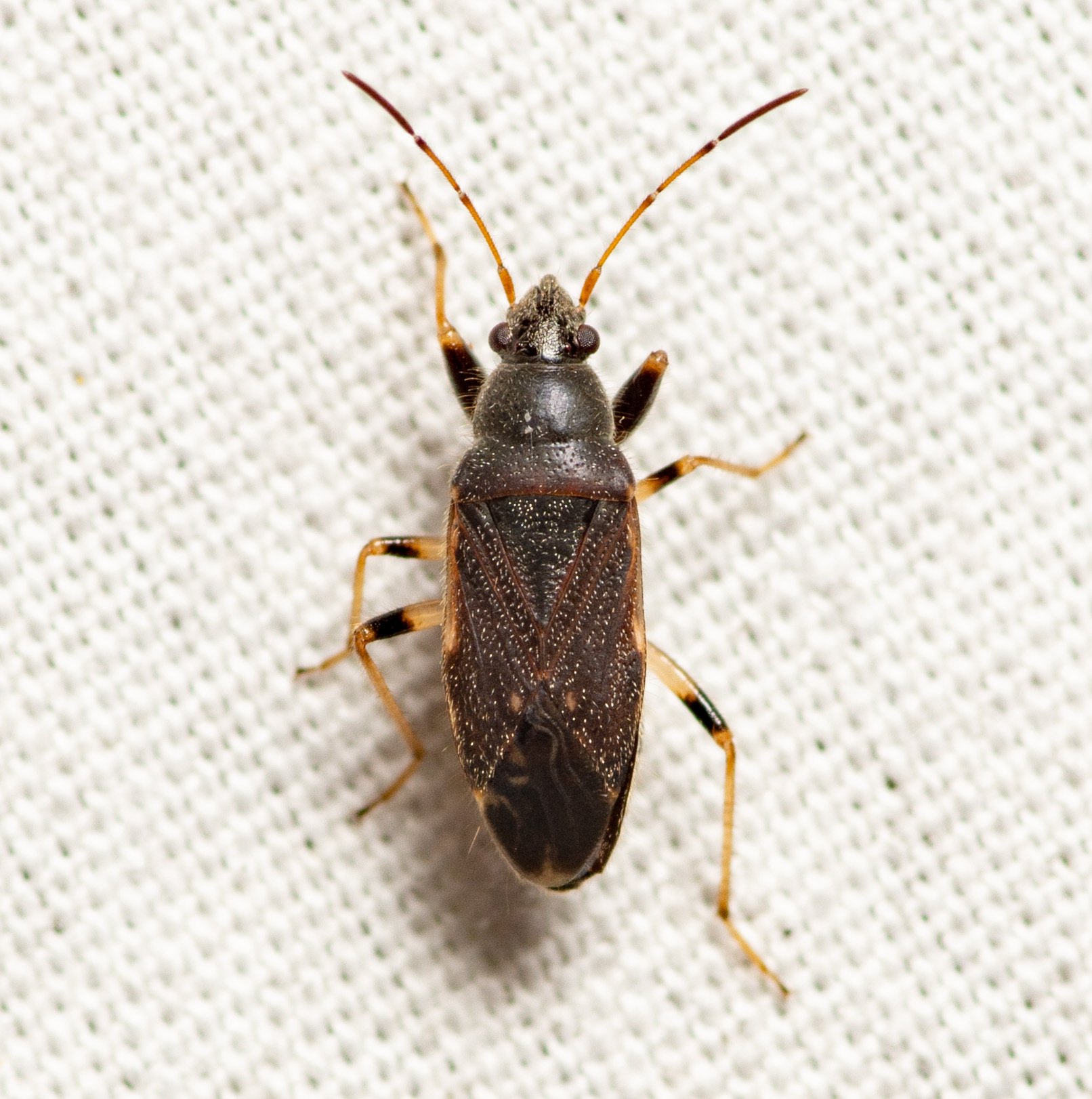 Perigenes