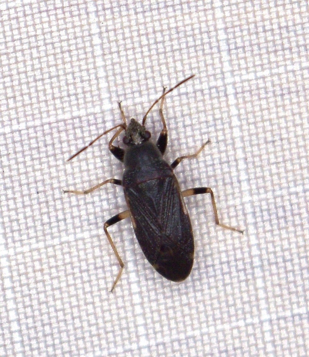 Perigenes