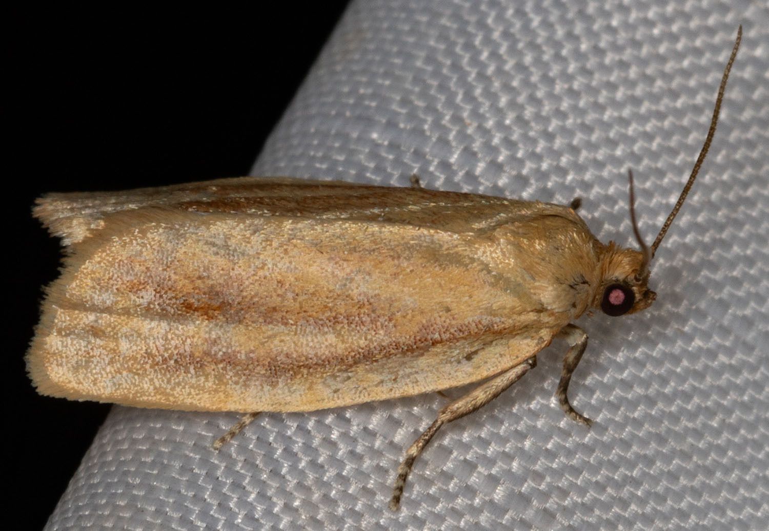 Choristoneura retiniana
