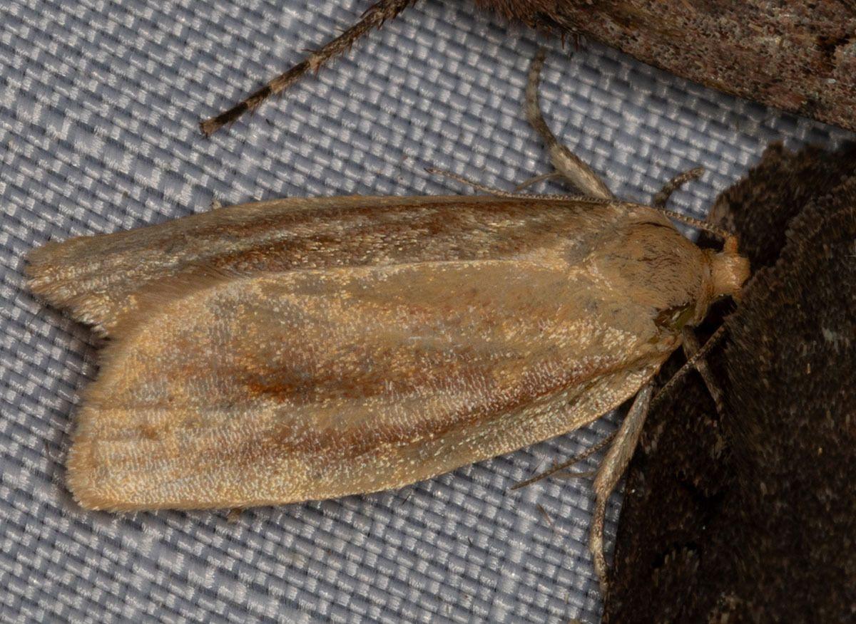 Choristoneura retiniana