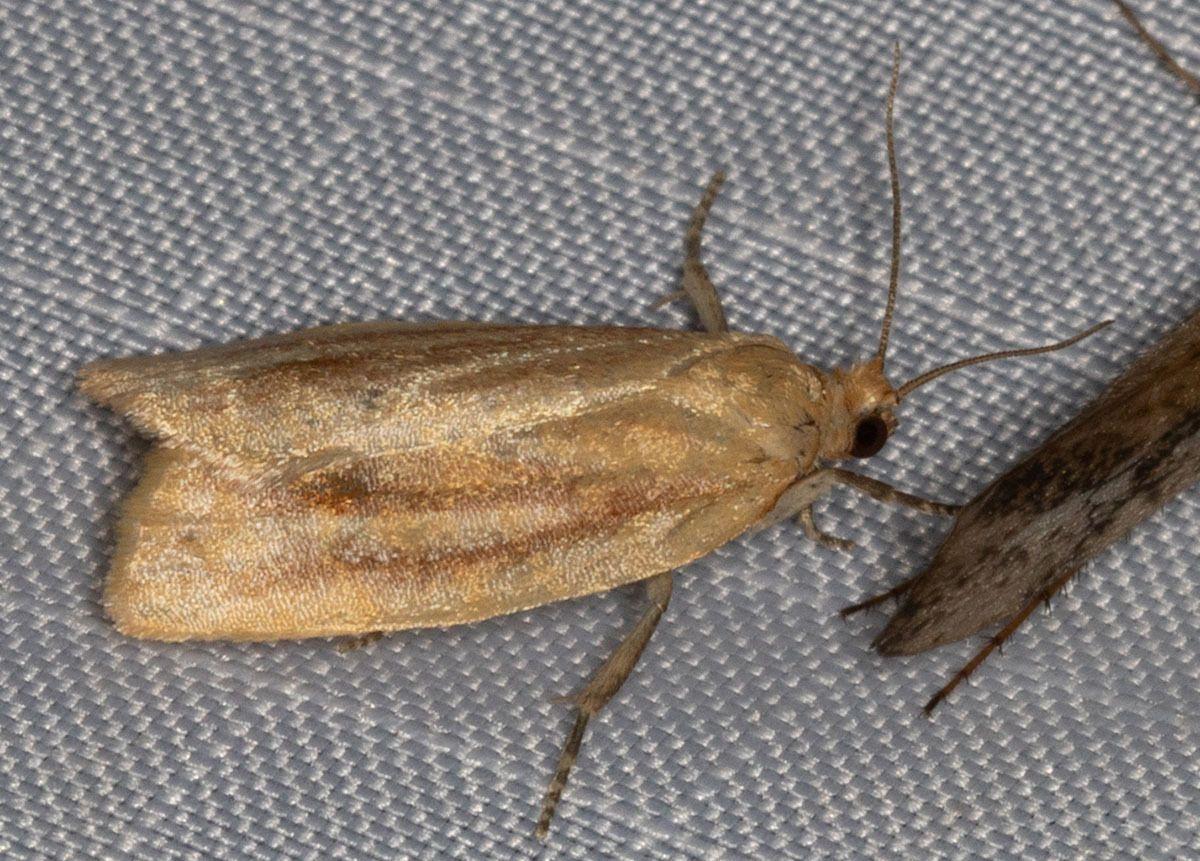 Choristoneura retiniana