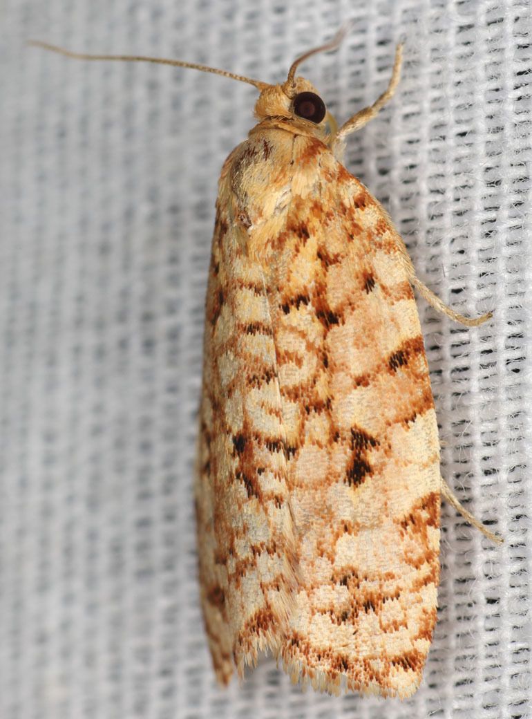Choristoneura retiniana