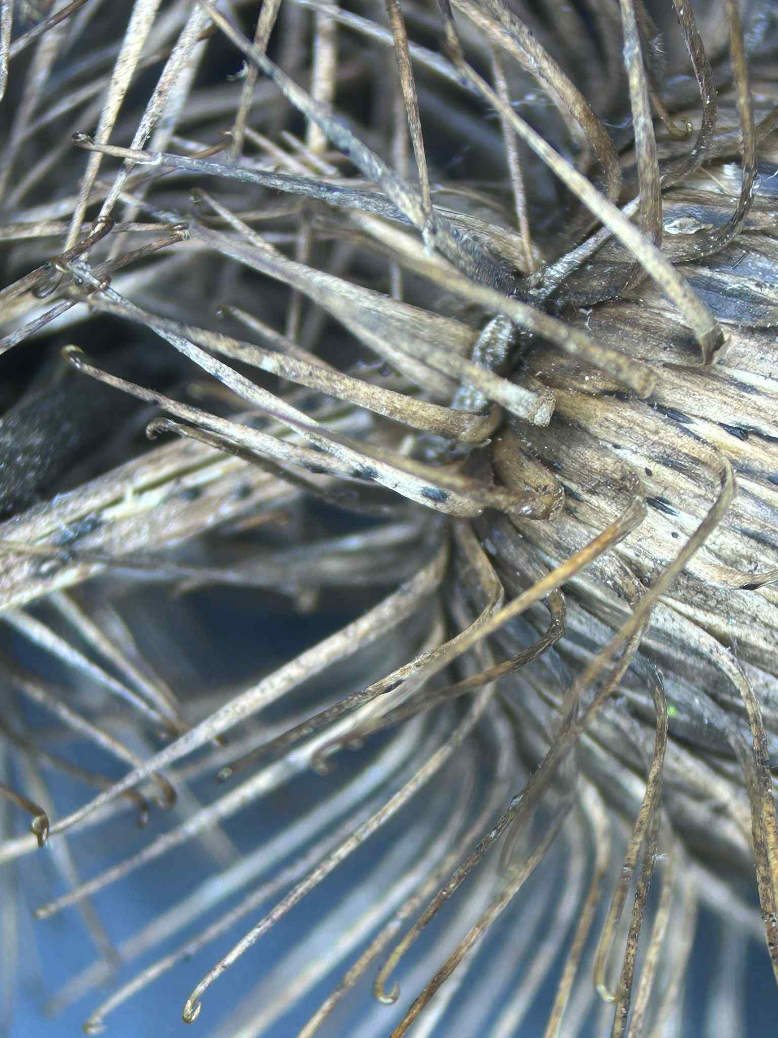 Diaporthe arctii