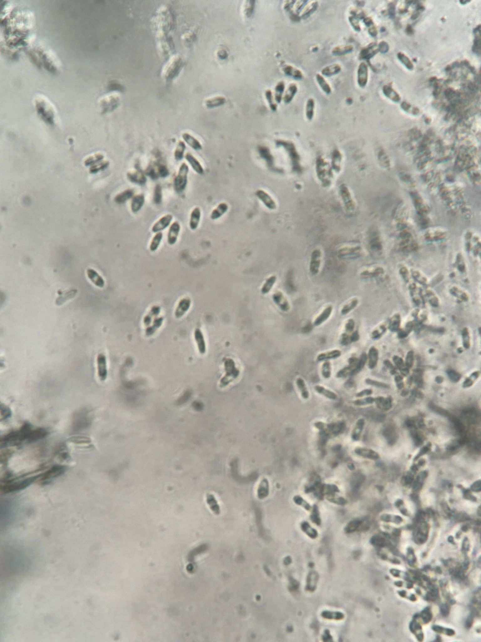 Diaporthe arctii