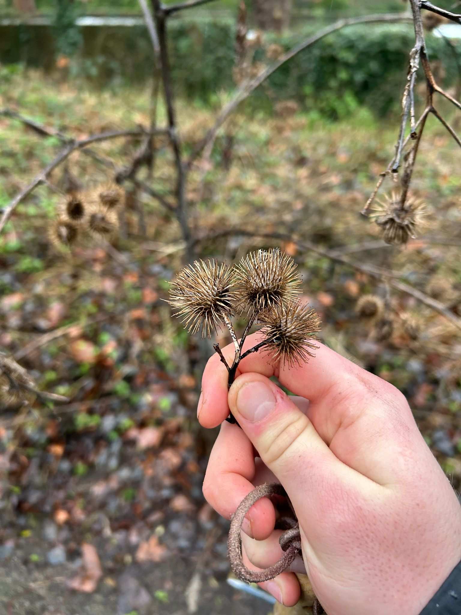 Diaporthe arctii