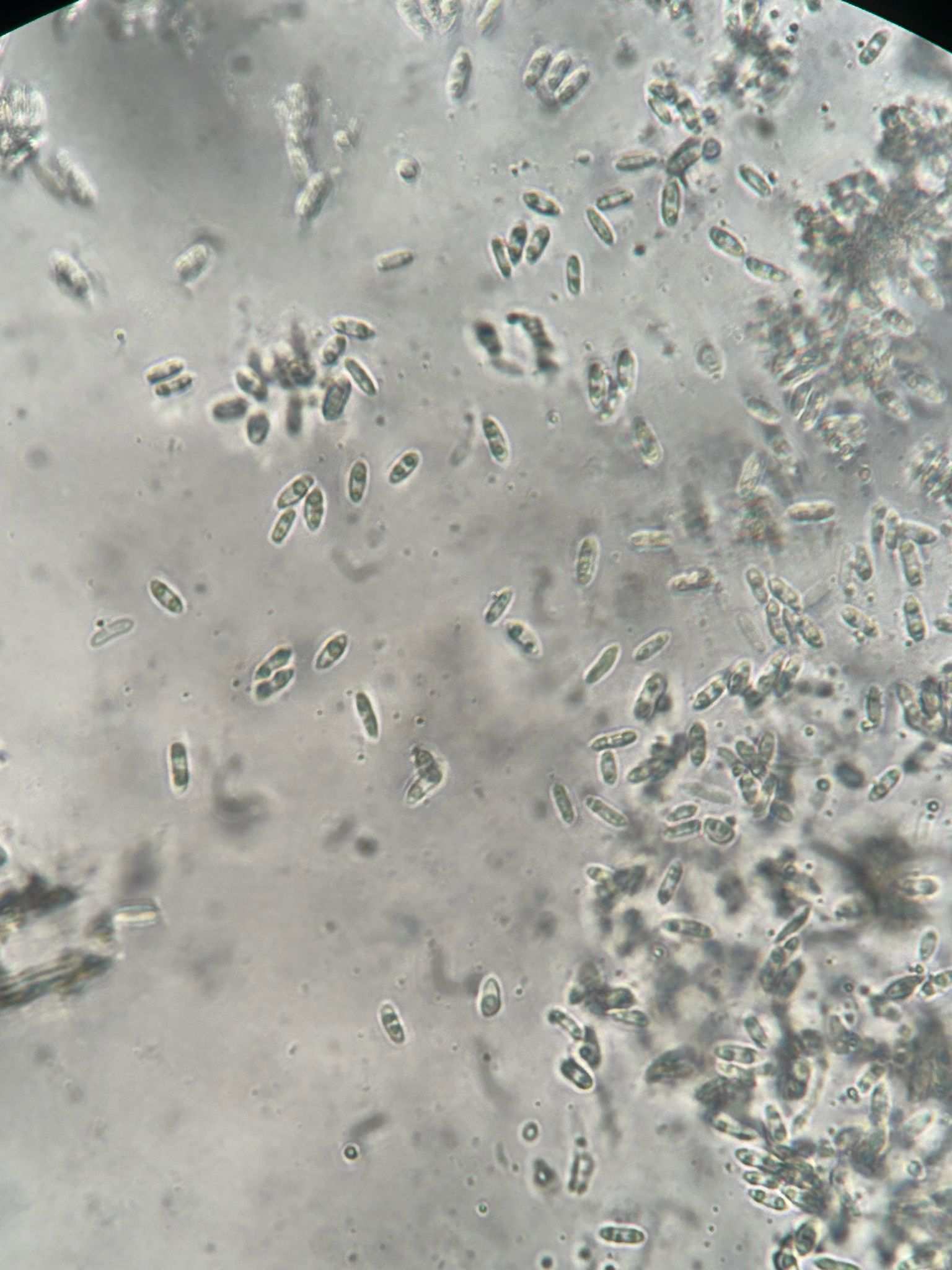 Diaporthe arctii