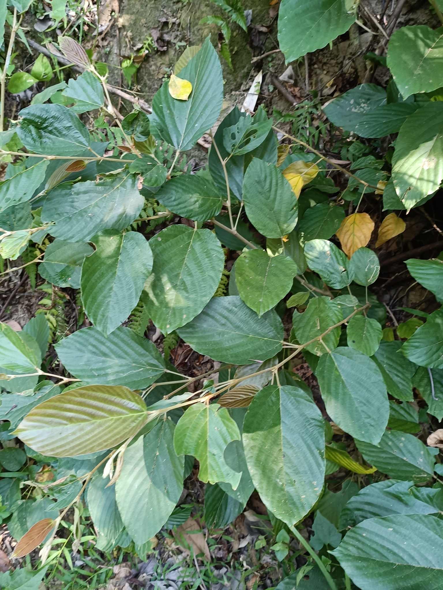 Flemingia strobilifera