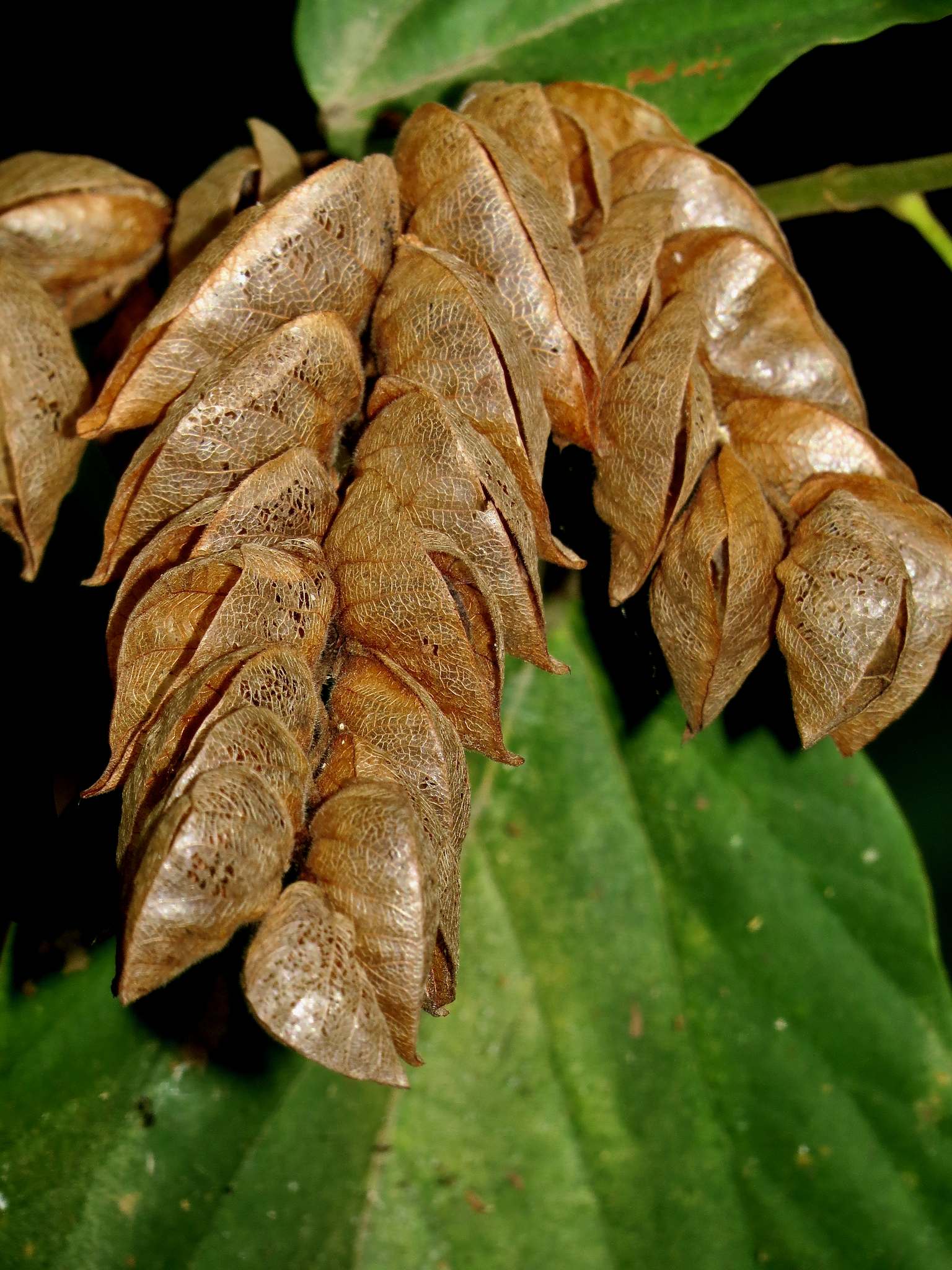 Flemingia strobilifera