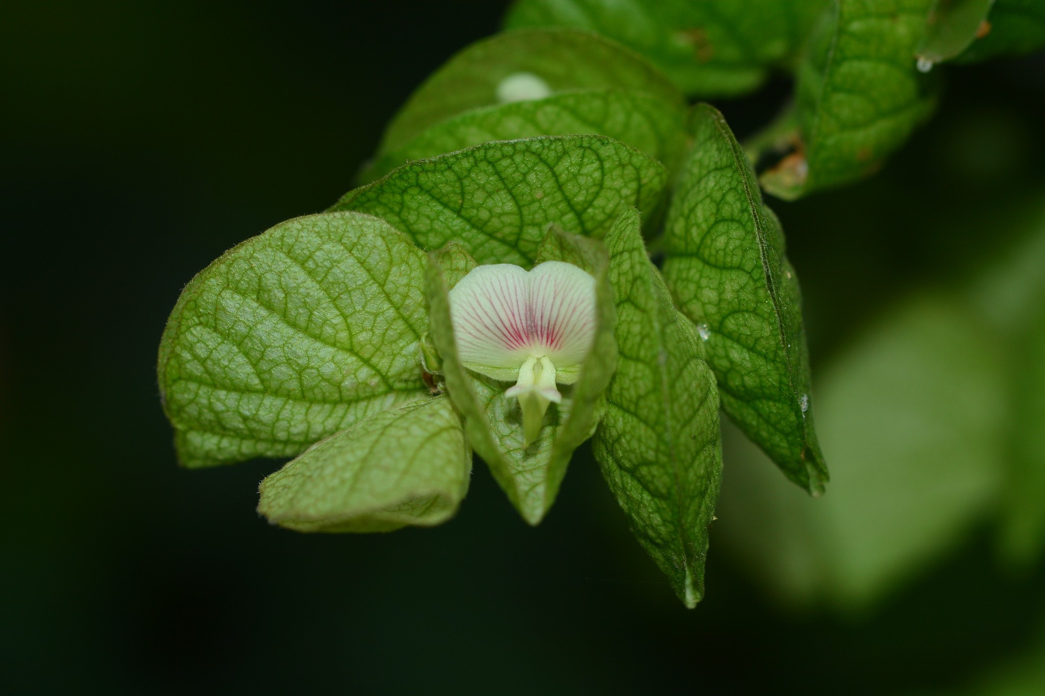 Flemingia strobilifera