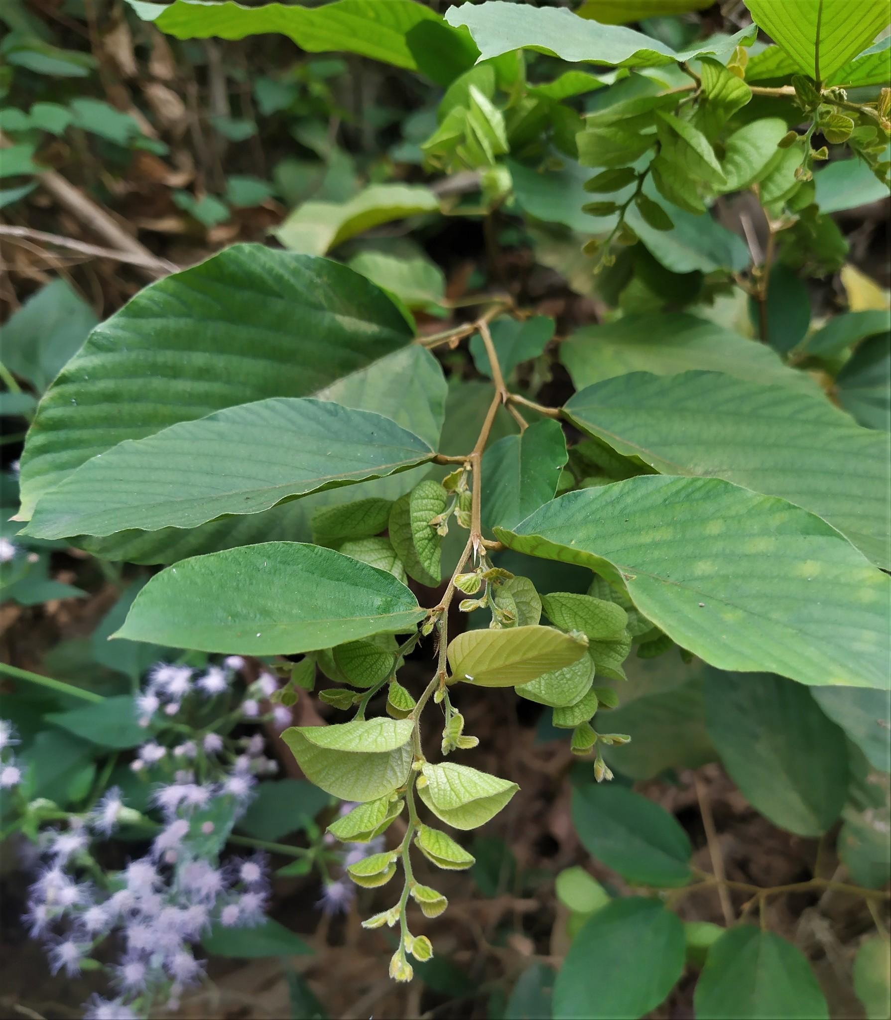Flemingia strobilifera