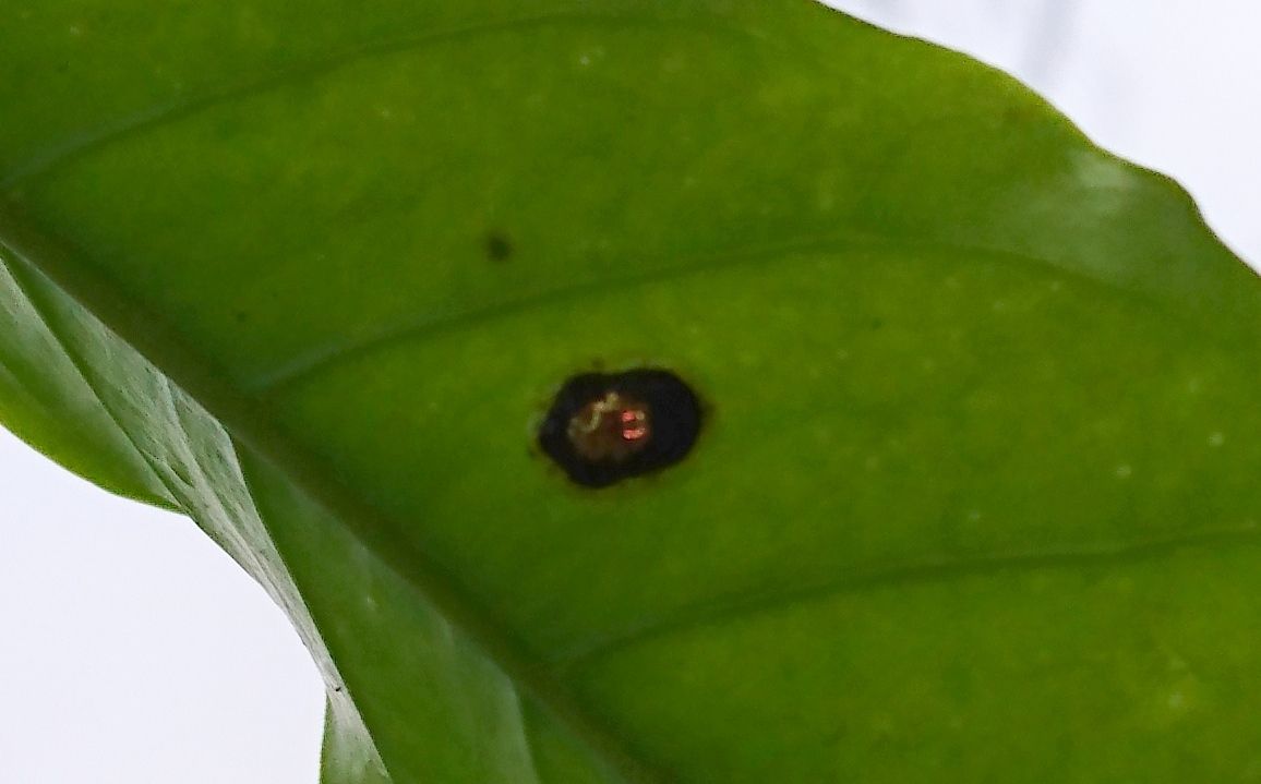Microctenochira vivida