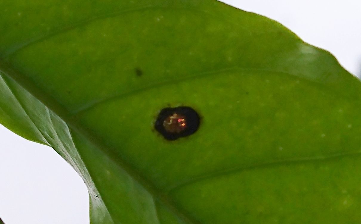 Microctenochira vivida