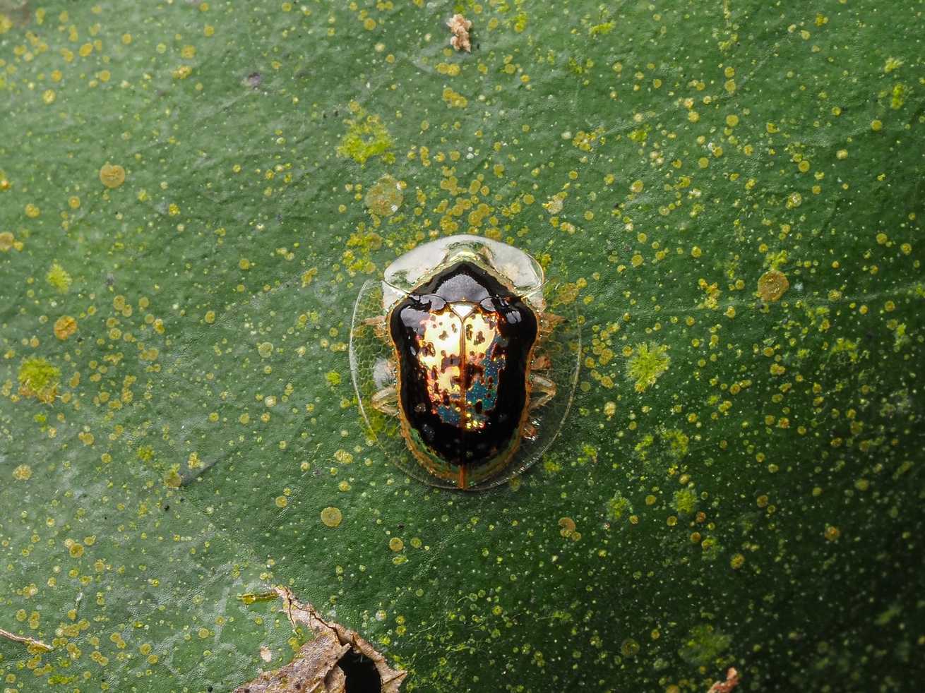 Microctenochira vivida