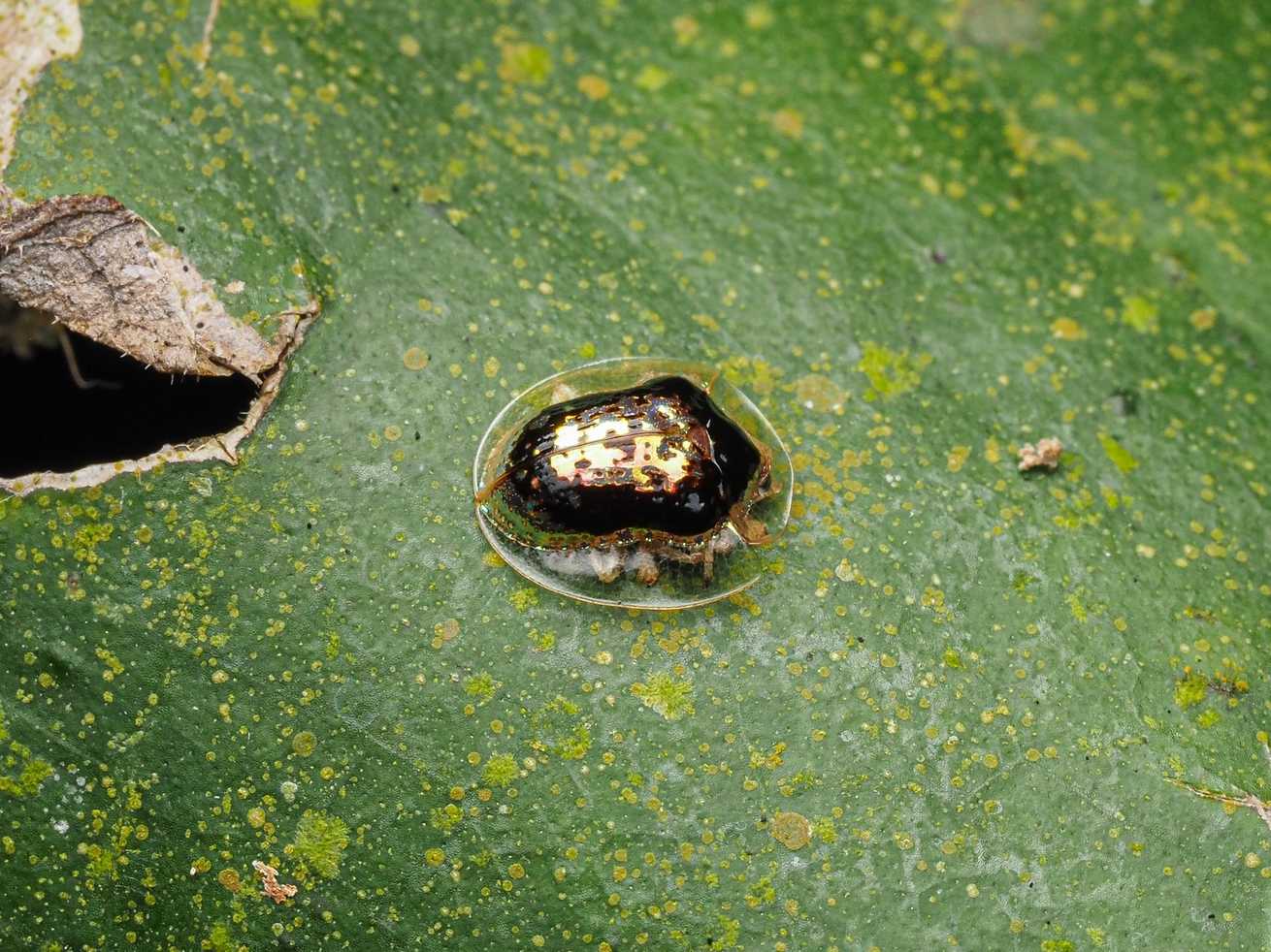Microctenochira vivida