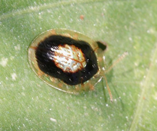 Microctenochira vivida