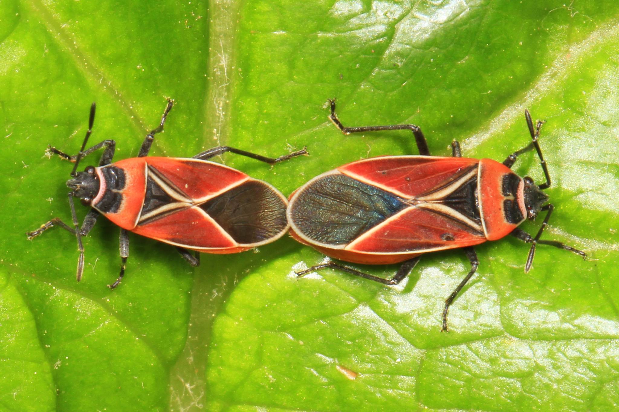 Neacoryphus