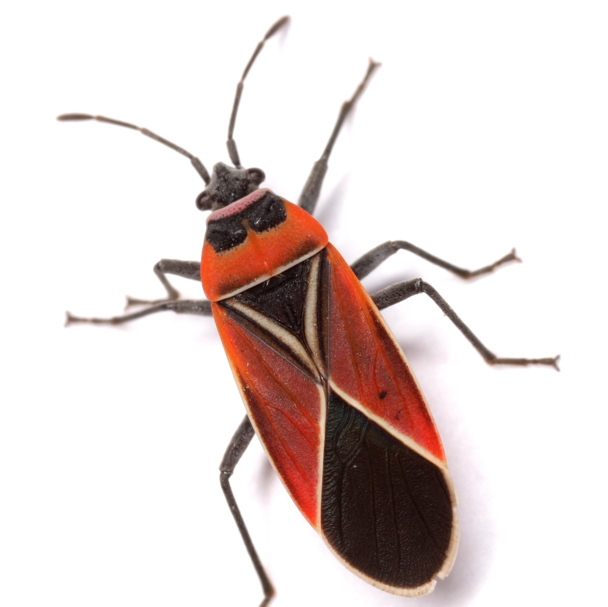 Neacoryphus
