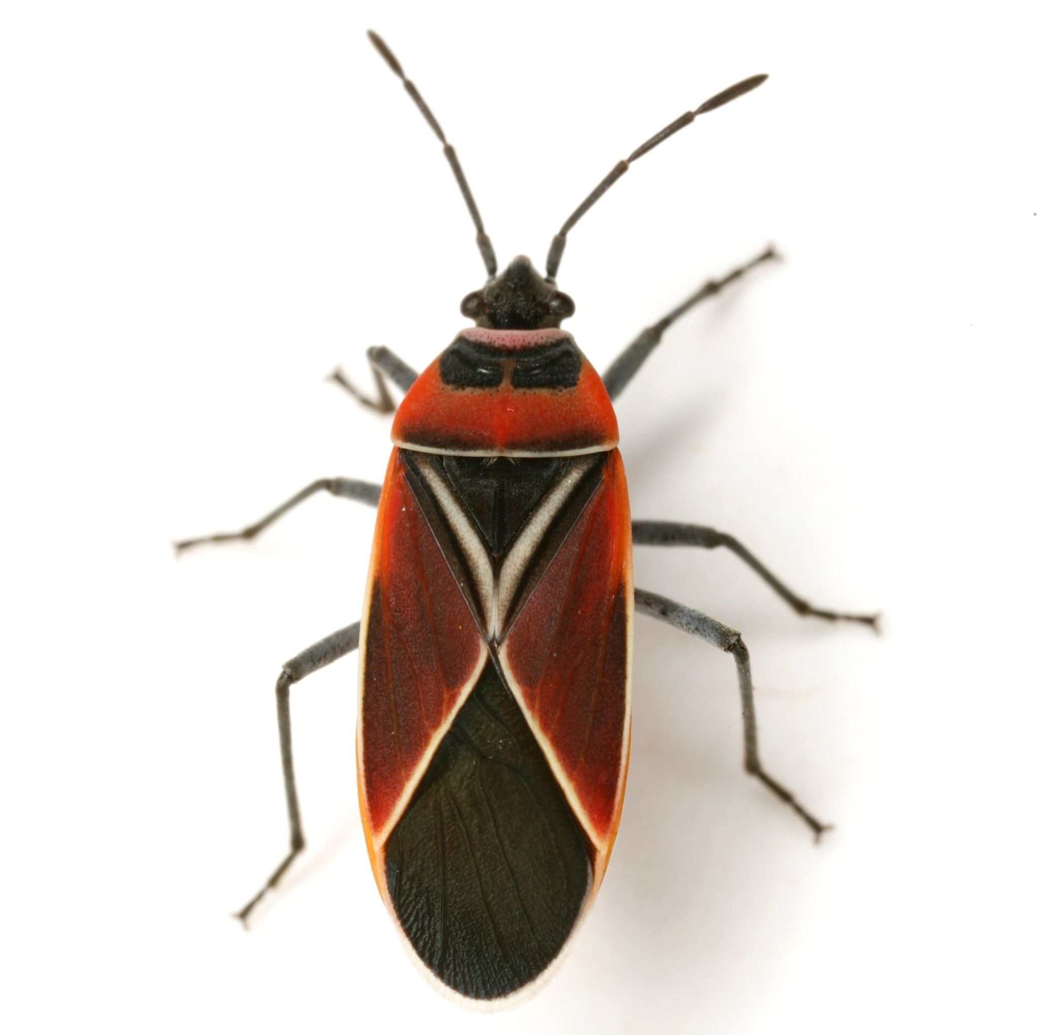 Neacoryphus