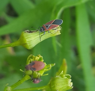 Neacoryphus